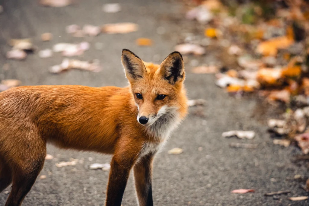 Do Foxes Carry Rabies