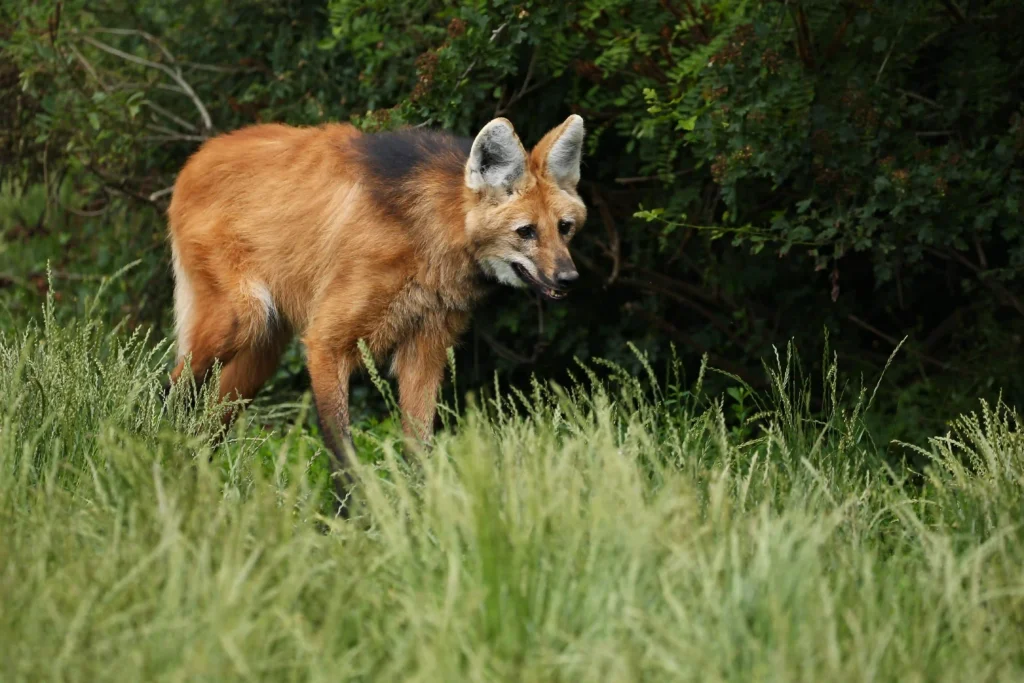 Foxes Carry Rabies