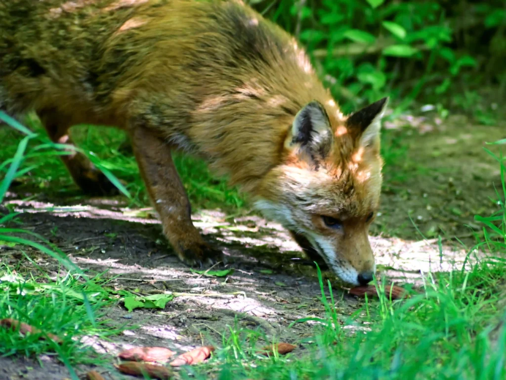 How Common Is Rabies in Foxes?