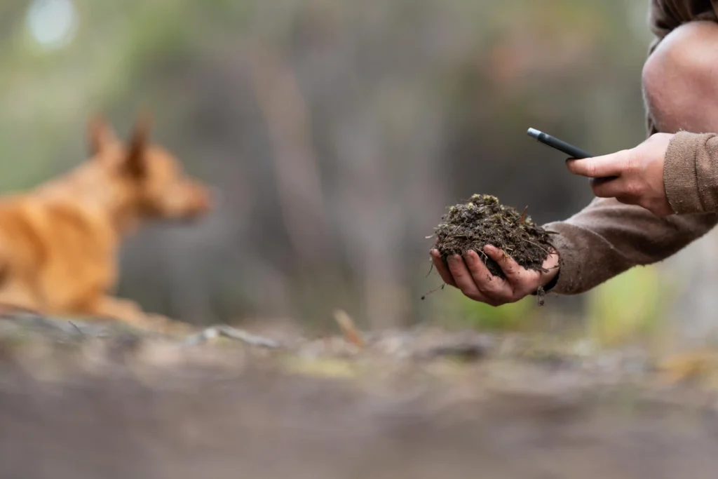 Rabies Is Prevented in Wildlife