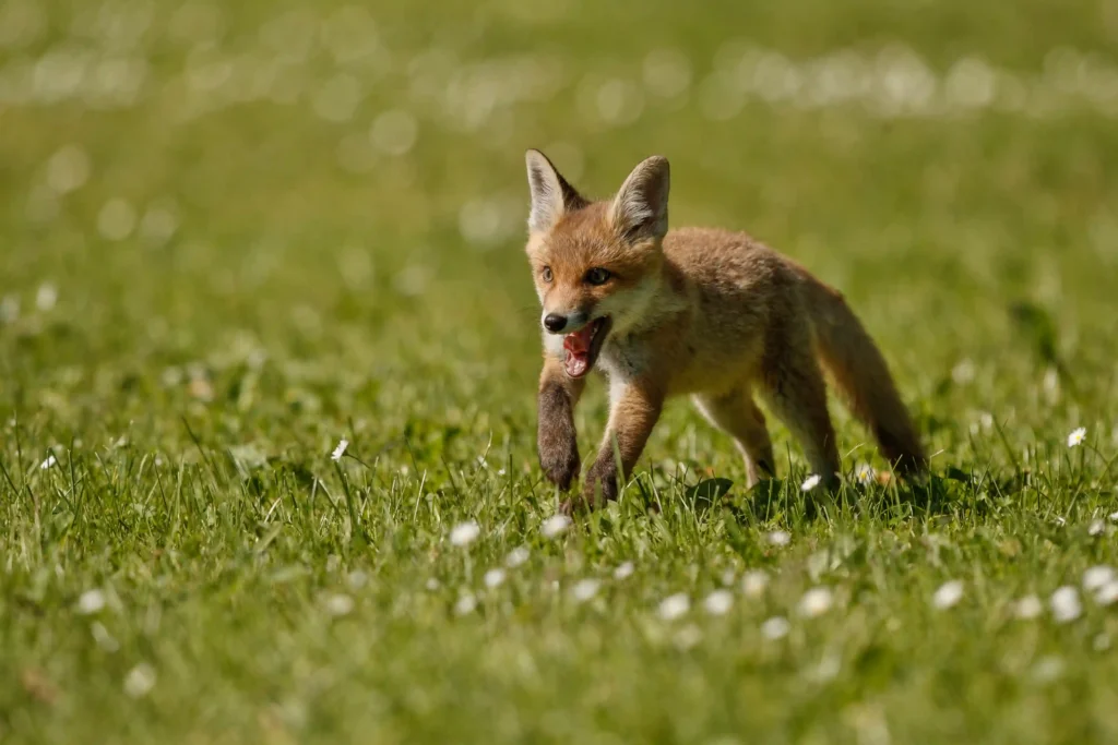 Signs of Rabies in Foxes