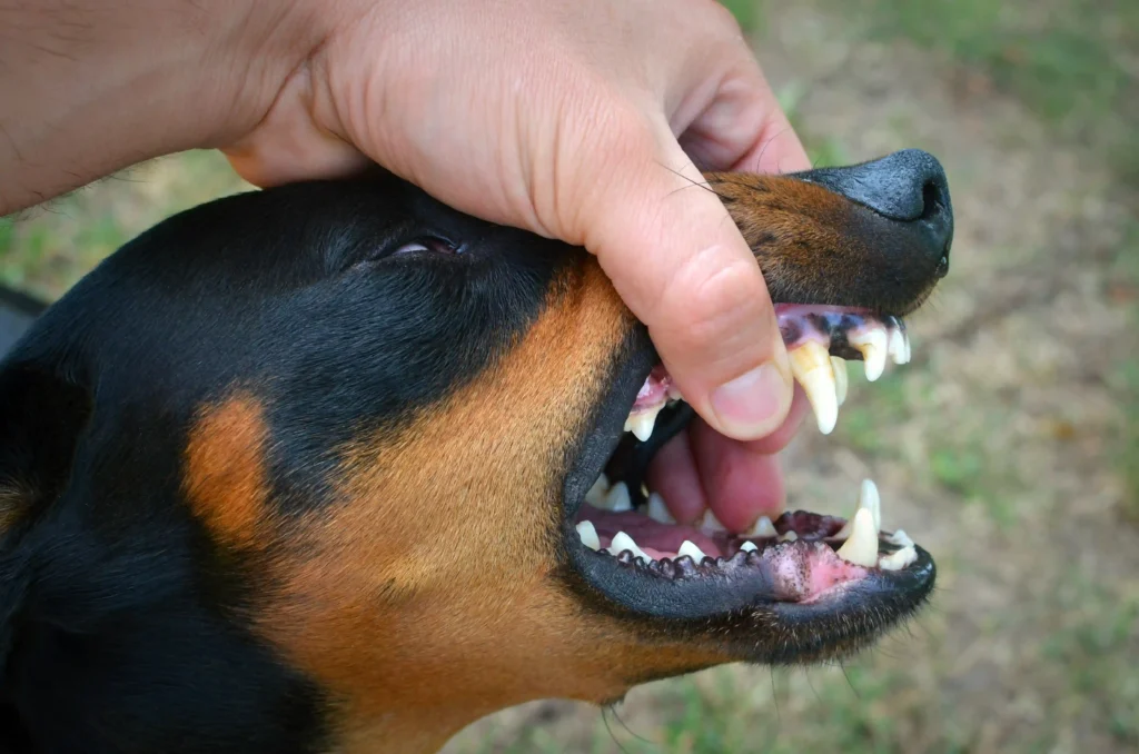 What Are Rabies?