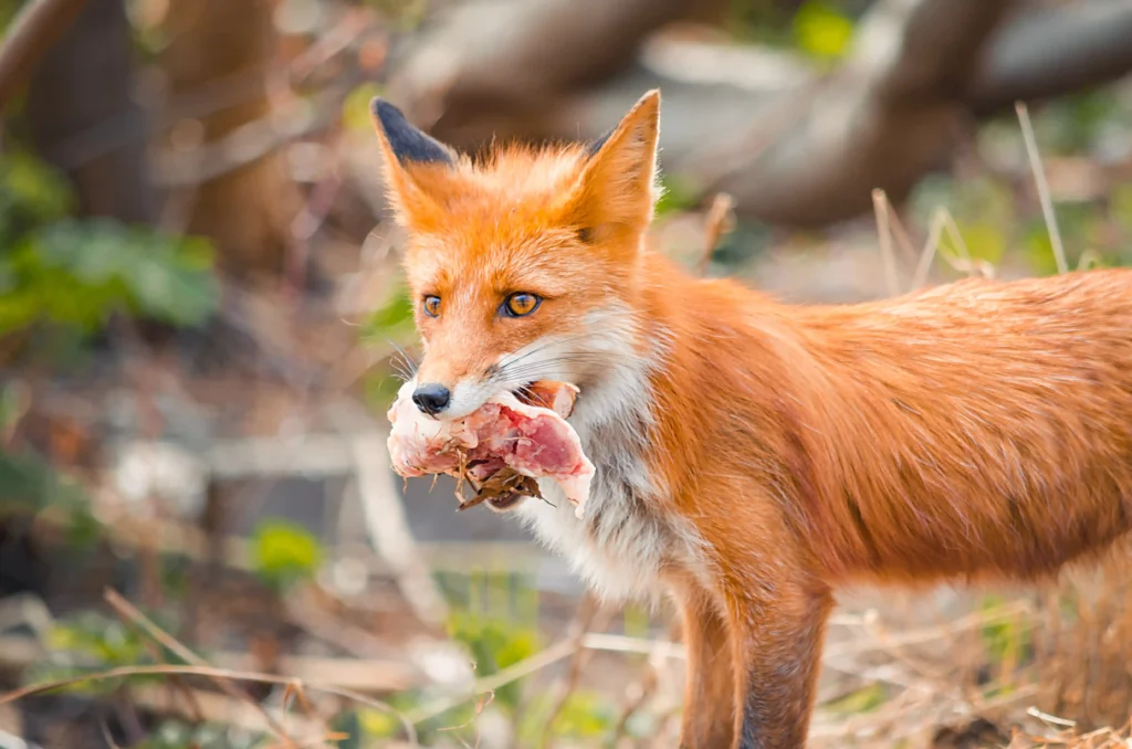 What Happens If a Fox Bites You?