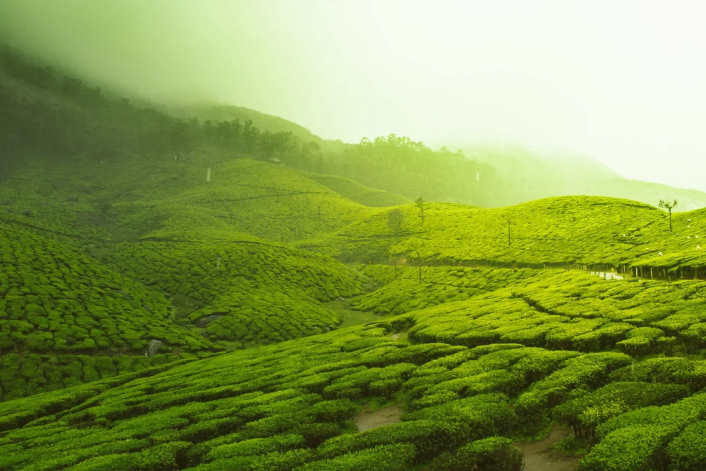 Is a Yellow Fever Certificate Required for India